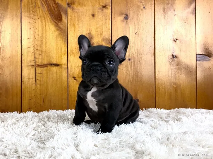 ID:2106-02894の子犬