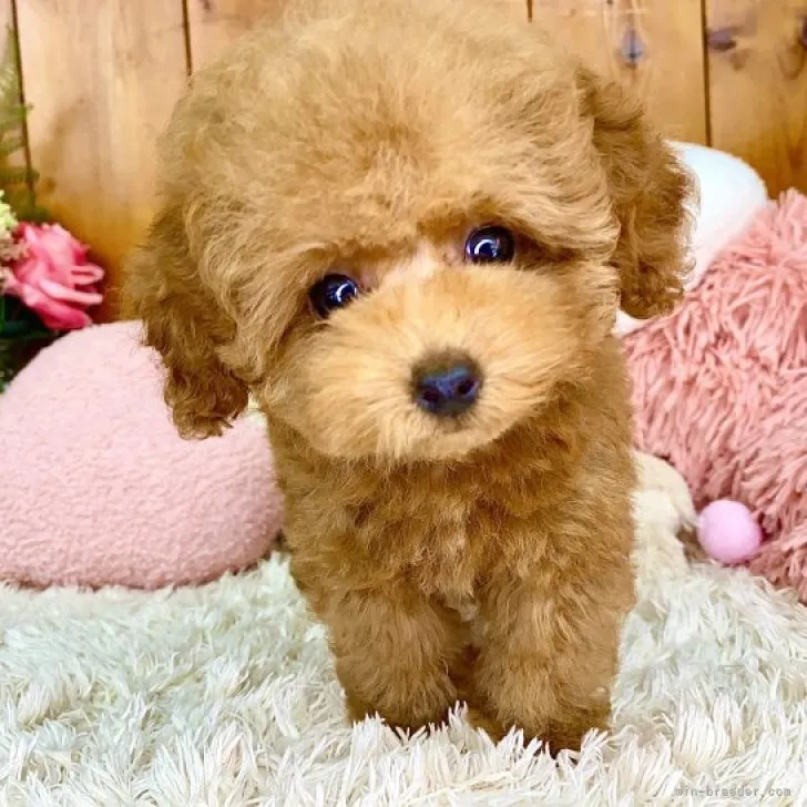 ID：2308-03374の子犬