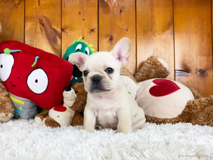 ID：2012-01862の子犬