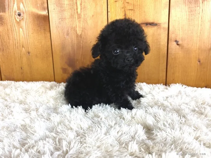 ID：2108-00326の子犬