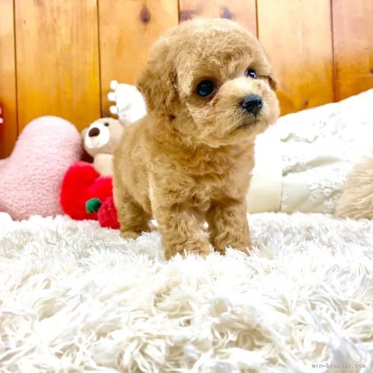 ID：2308-02008の子犬