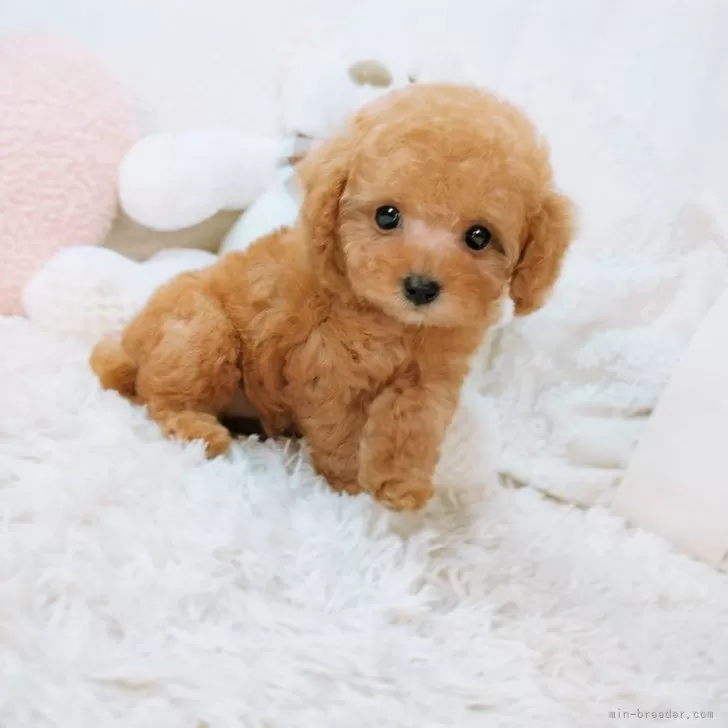 ID：2404-00912の子犬