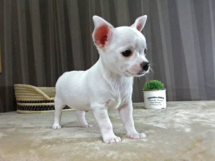 ID：1610-01354の子犬