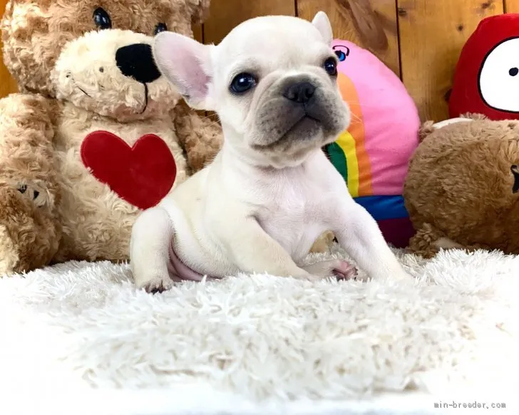 ID:2104-00003の子犬