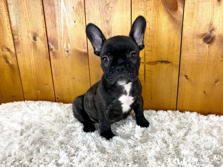 ID:2107-01545の子犬