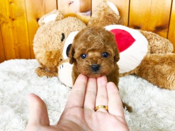 トイプードル(タイニー)【大阪府・男の子・2019年12月18日・レッド】の写真「人懐こい可愛い子です^^」