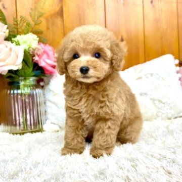 トイプードル(タイニー)【大阪府・男の子・2023年7月4日・クリーム】の写真「モッコモコの甘えん坊🐏可愛いです✨」