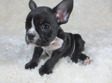 フレンチブルドッグ【大阪府・男の子・2014年9月15日・ブリンドル】の写真「」