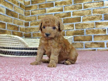 トイプードル(タイニー)【大阪府・女の子・2017年6月20日・アプリコット】の写真「小ぶりのアプリコット」