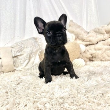 フレンチブルドッグ【大阪府・女の子・2023年12月7日・ブリンドル】の写真「大きなおめめコロコロの女の子✨オンライン見学🆗」