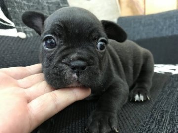 フレンチブルドッグ【大阪府・男の子・2017年7月12日・ブリンドル】の写真「少し小ぶりのブリンドルの男の子」