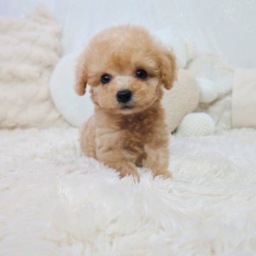 トイプードル(ティーカップ)【大阪府・男の子・2023年11月19日・アプリコット】の写真「タレ目のイケメン✨オンライン見学🆗」