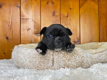 フレンチブルドッグ【大阪府・女の子・2020年1月2日・ブリンドル】の写真「ムチムチでまん丸なお顔が可愛らしい女の子」