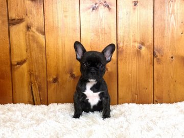 フレンチブルドッグ【大阪府・女の子・2021年8月3日・ブリンドルホワイト】の写真「小柄でコロコロ体型が可愛い女の子」