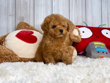 トイプードル(ティーカップ)【大阪府・男の子・2020年6月7日・アプリコット】の写真「モコモコのお王子様!!」