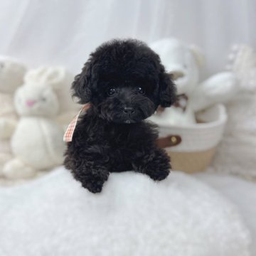 トイプードル(タイニー)【大阪府・女の子・2023年9月2日・ブラック】の写真「とっても小さなお姫さま❤️オンライン見学🆗」