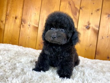 トイプードル(タイニー)【大阪府・男の子・2021年9月24日・ブラック】の写真「毛量抜群！モッコモコの可愛い子^ ^」