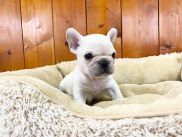 フレンチブルドッグ【大阪府・男の子・2020年1月27日・クリーム】の写真「小ぶりのクリーム君」