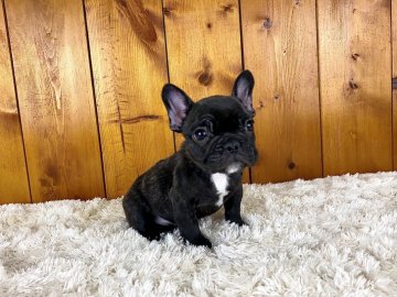 フレンチブルドッグ【大阪府・男の子・2021年10月28日・ブリンドル】の写真「しっかりボディの男前！」