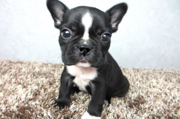 フレンチブルドッグ【大阪府・女の子・2015年6月19日・ブリンドル&ホワイト】の写真「ロシアCHの血を引くスーパーコンパクトな女の子」