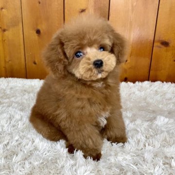 トイプードル(タイニー)【大阪府・男の子・2022年11月24日・アプリコット】の写真「甘えん坊の男の子✨」