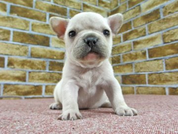 フレンチブルドッグ【大阪府・男の子・2016年11月18日・クリーム】の写真「アメリカチャンピオン孫クリーム」