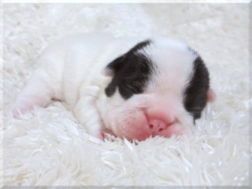 フレンチブルドッグ【大阪府・女の子・2014年7月17日・パイド】の写真「」