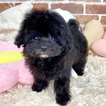 トイプードル(タイニー)【大阪府・女の子・2023年7月27日・ブラック】の写真「小ぶりなお姫様✨」
