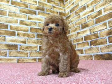 トイプードル(タイニー)【大阪府・女の子・2017年9月25日・レッド】の写真「クリクリおめめの女の子」