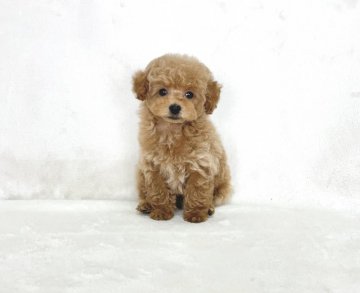 トイプードル(タイニー)【大阪府・男の子・2022年3月4日・アプリコット】の写真「とっても甘えん坊の男の子♪」