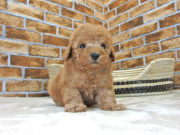 トイプードル(タイニー)【大阪府・男の子・2017年4月4日・アプリコット】の写真「アプリの男の子」