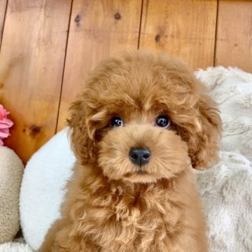 トイプードル(タイニー)【大阪府・男の子・2023年5月26日・レッド】の写真「クリクリオメメ👀表情豊かな男の子🐻」