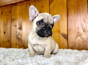 フレンチブルドッグ【大阪府・男の子・2021年10月28日・フォーン】の写真「コロンコロンでコンパクト！」