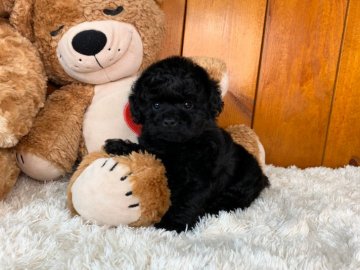 トイプードル(ティーカップ)【大阪府・男の子・2020年3月17日・ブラック】の写真「ブラック×ブラックで真っ黒の男の子」