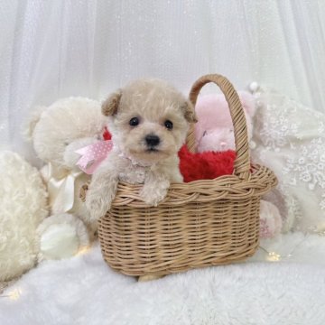 トイプードル(ティーカップ)【大阪府・女の子・2023年11月19日・クリーム】の写真「極小タイプ❤️オンライン見学🆗」