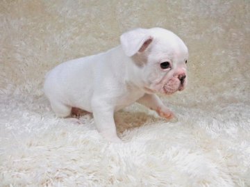 フレンチブルドッグ【大阪府・男の子・2014年7月17日・ホワイト】の写真「」