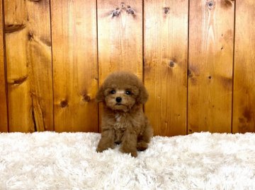 トイプードル(タイニー)【大阪府・男の子・2021年7月3日・レッド】の写真「可愛い丸目と立派な毛量でカットが良く似合う男の子」