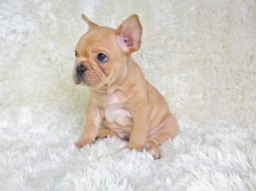 フレンチブルドッグ【大阪府・男の子・2014年7月31日・フォーン】の写真「大きな手・ブヨブヨお肉・綺麗なフォーン」