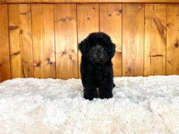 トイプードル(タイニー)【大阪府・女の子・2021年7月7日・ブラック】の写真「立派な毛量でタイニーサイズの小柄な女の子」