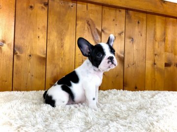 フレンチブルドッグ【大阪府・女の子・2021年8月25日・パイド】の写真「綺麗なブチの女の子！」