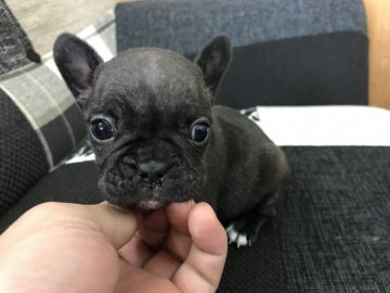 フレンチブルドッグ【大阪府・女の子・2017年7月12日・ブリンドル】の写真「小ぶりのブリンドルの女の子」