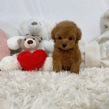トイプードル(ティーカップ)【大阪府・女の子・2024年4月11日・レッド】の写真「可愛いぬいぐるみ❤オンライン見学🆗」