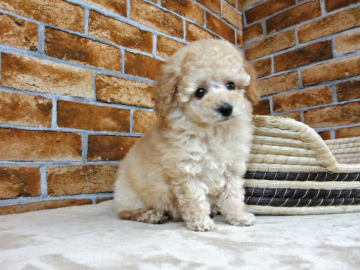 トイプードル(タイニー)【大阪府・男の子・2017年2月21日・クリーム】の写真「とってもカワイイクリームの男の子です♪」