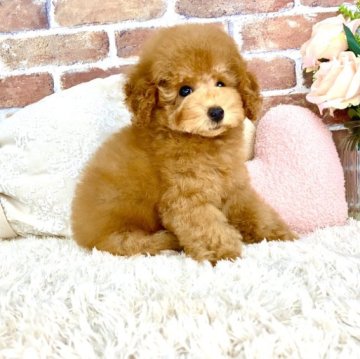 トイプードル(タイニー)【大阪府・男の子・2023年6月11日・アプリコット】の写真「毛量抜群✨チョコンとおとなしいアプリ男の子🧸」