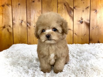 トイプードル(ティーカップ)【大阪府・男の子・2021年3月27日・アプリコット】の写真「目がクリクリでマズルの詰まった可愛い男の子」