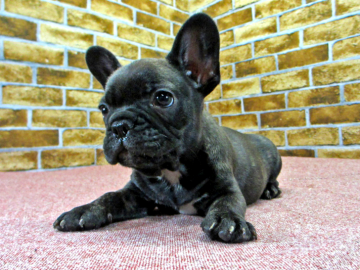 フレンチブルドッグ【大阪府・男の子・2017年4月22日・ブリンドル】の写真「元気なブリンドルの男の子」