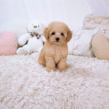 トイプードル(ティーカップ)【大阪府・男の子・2024年3月8日・アプリコット】の写真「オメメ大き目👀カワいぃ❤️オンライン見学🆗」