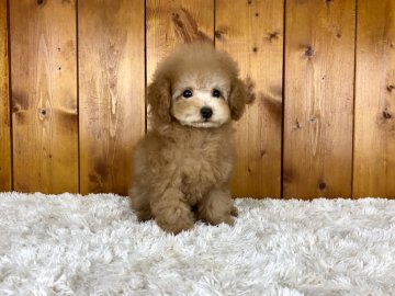 トイプードル(ティーカップ)【大阪府・男の子・2021年12月9日・アプリコット】の写真「可愛いお顔の男の子」