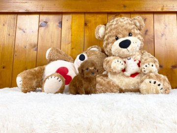 トイプードル(ティーカップ)【大阪府・女の子・2019年12月22日・レッド】の写真「モコモコで可愛らし女の子」