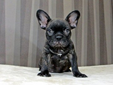 フレンチブルドッグ【大阪府・男の子・2017年5月1日・ブリンドル】の写真「とっても大人しいブリンドルの男の子」